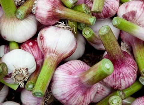 تصویر 2 از قیمت خرید سیر تازه شمال + فروش ویژه